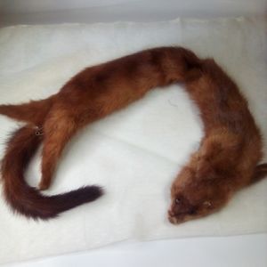 Vintage Siberian weasel mink scarf